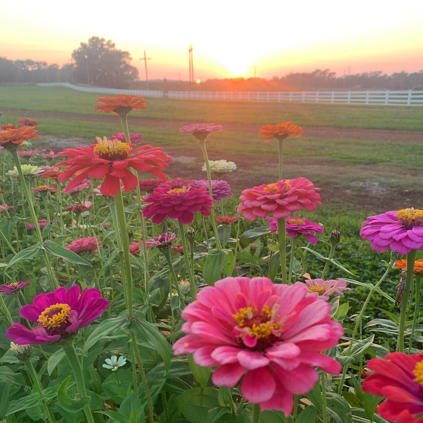 Denver Downs Farm